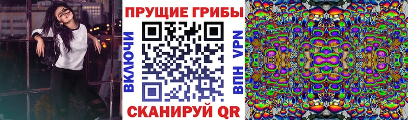 Купить  Голицыно  Галлюциногенные грибы Psilocybe 